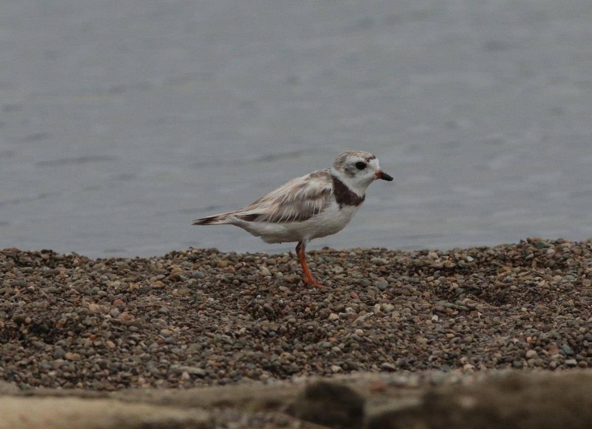 Piping Plover - ML623926746