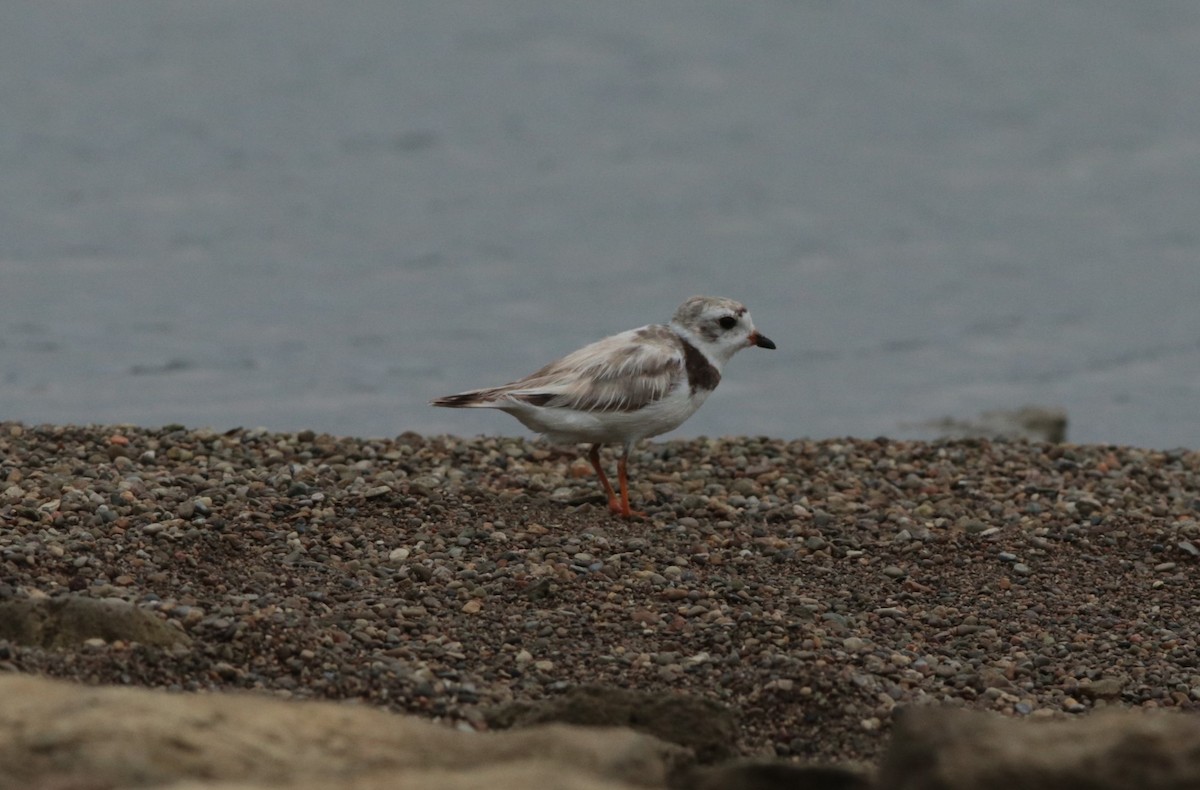 Piping Plover - ML623926748