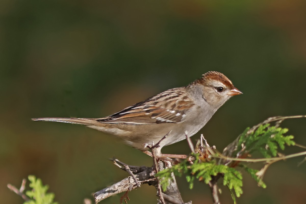 Bruant à couronne blanche - ML623926749