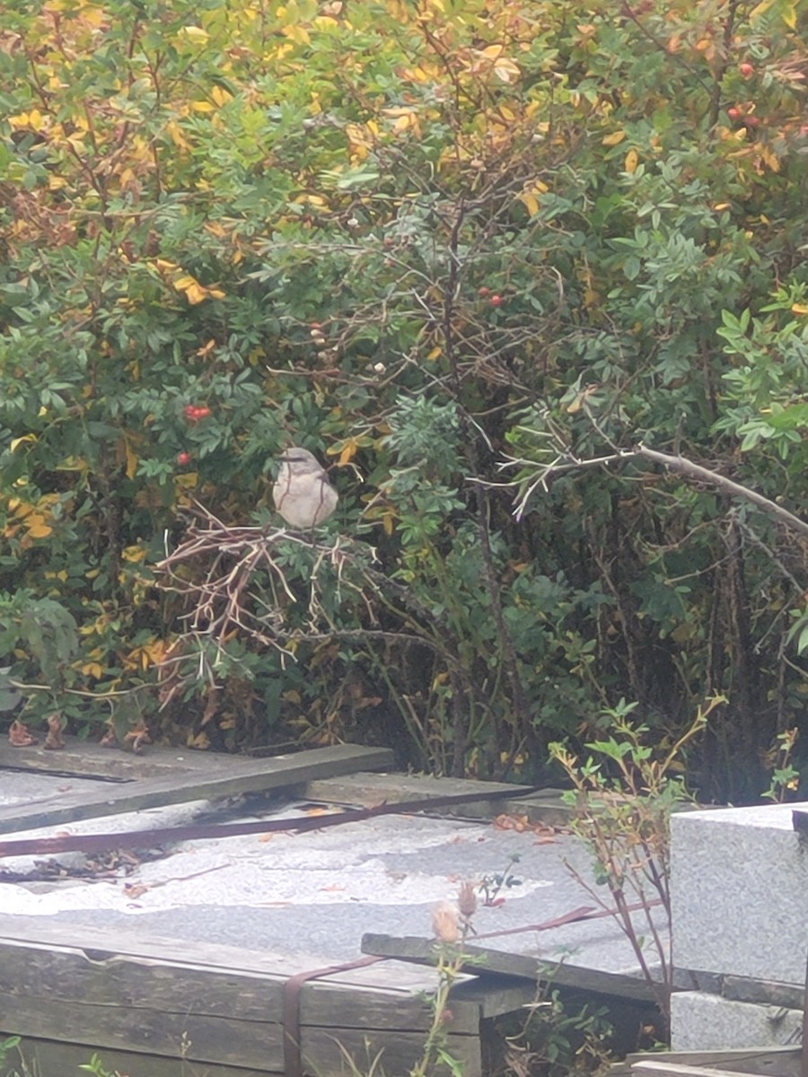 Northern Mockingbird - ML623926750