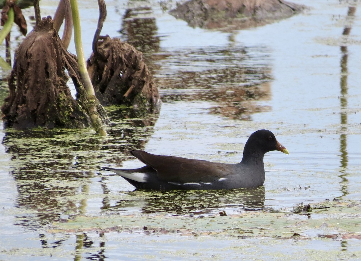 Common Gallinule - ML623926758