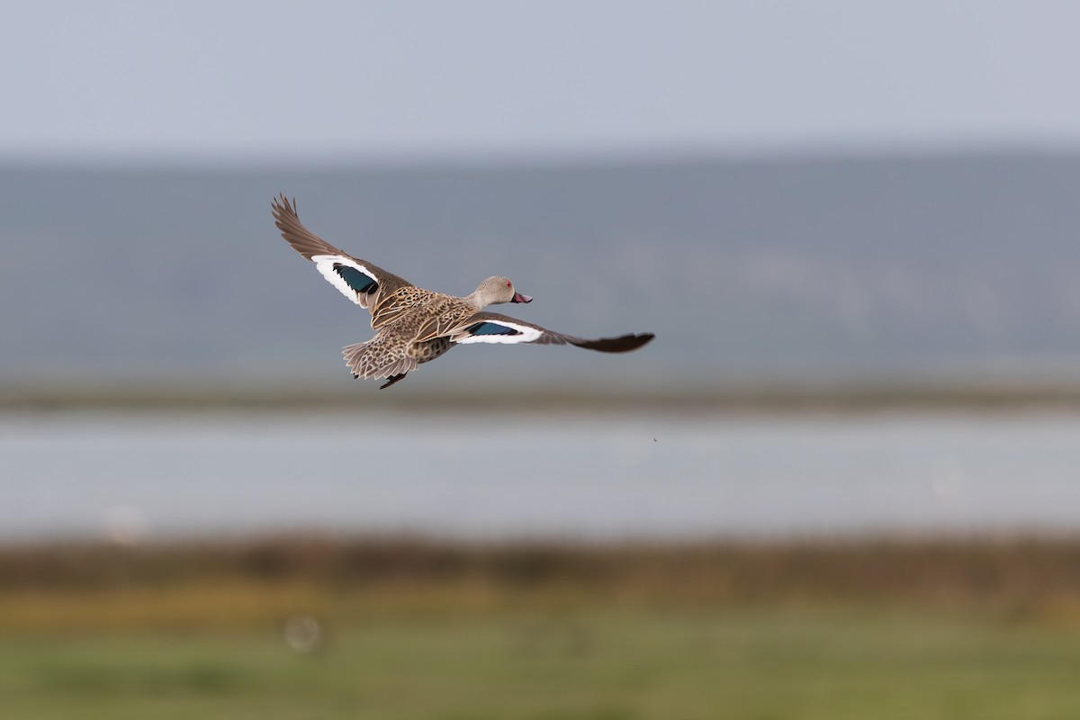 Cape Teal - ML623926764