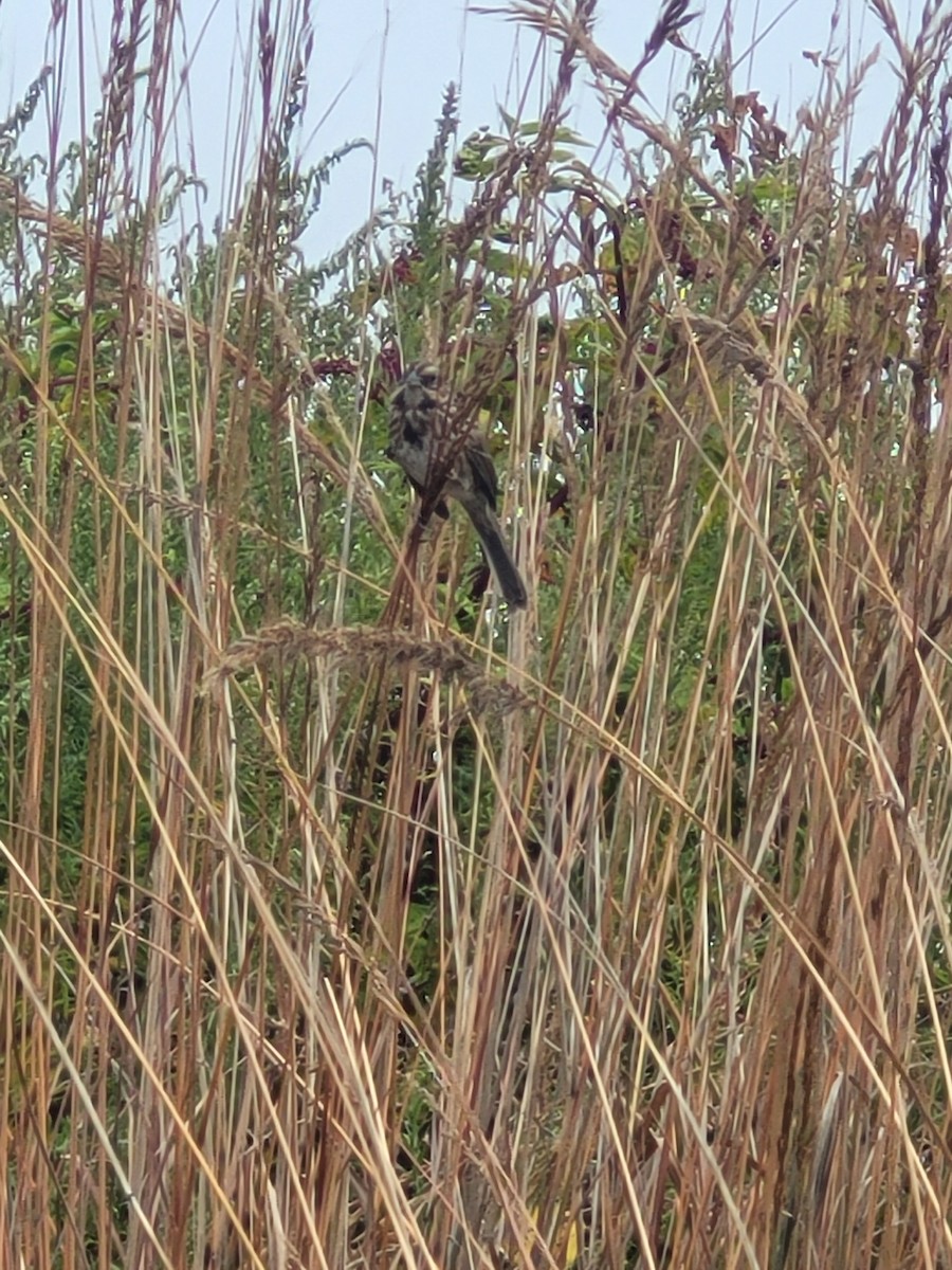 Song Sparrow (melodia/atlantica) - ML623926766