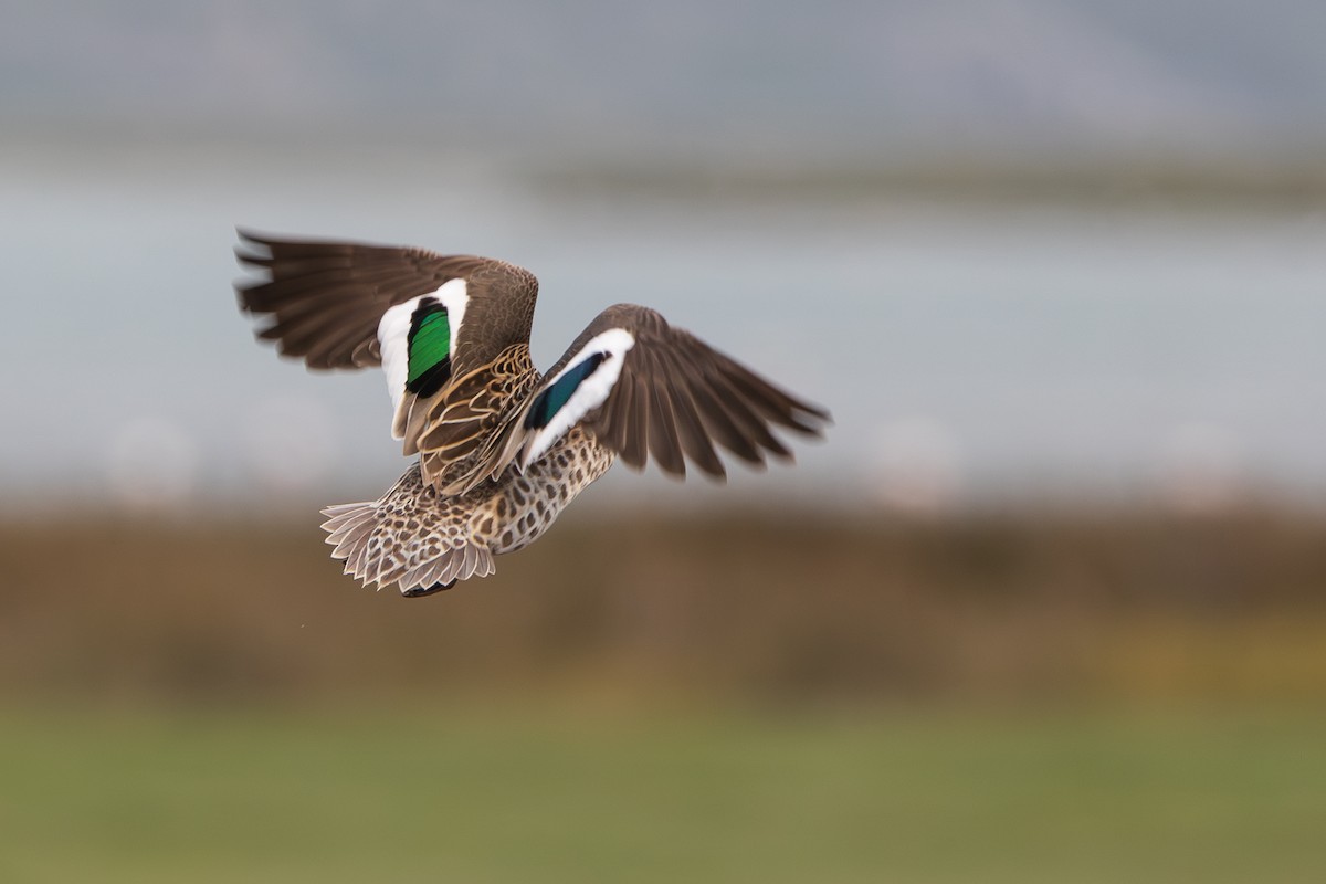 Cape Teal - ML623926768