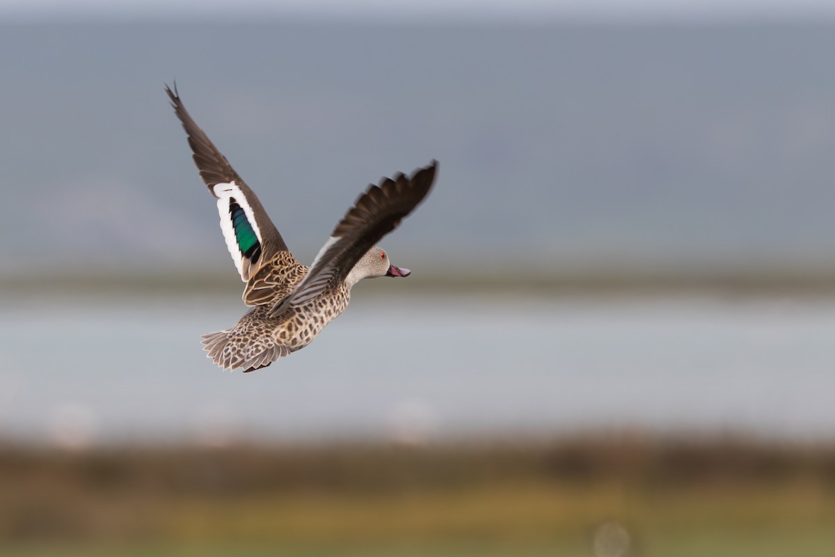 Cape Teal - ML623926784