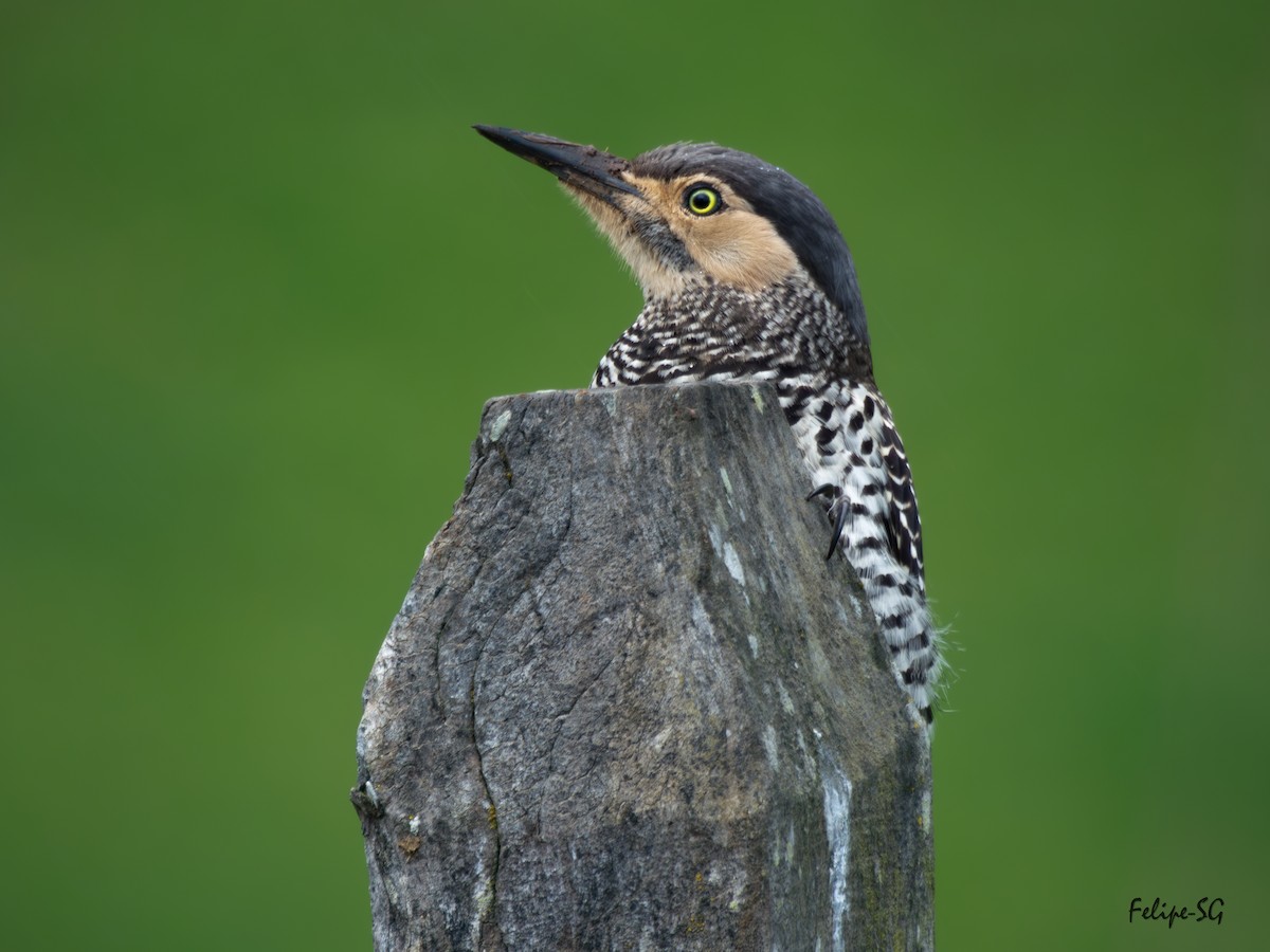 Chilean Flicker - ML623926813