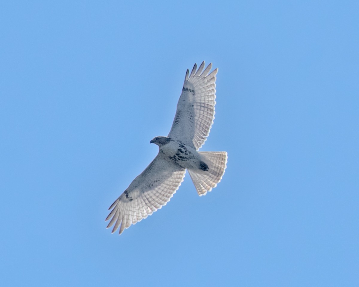 Red-tailed Hawk (Krider's) - ML623926819