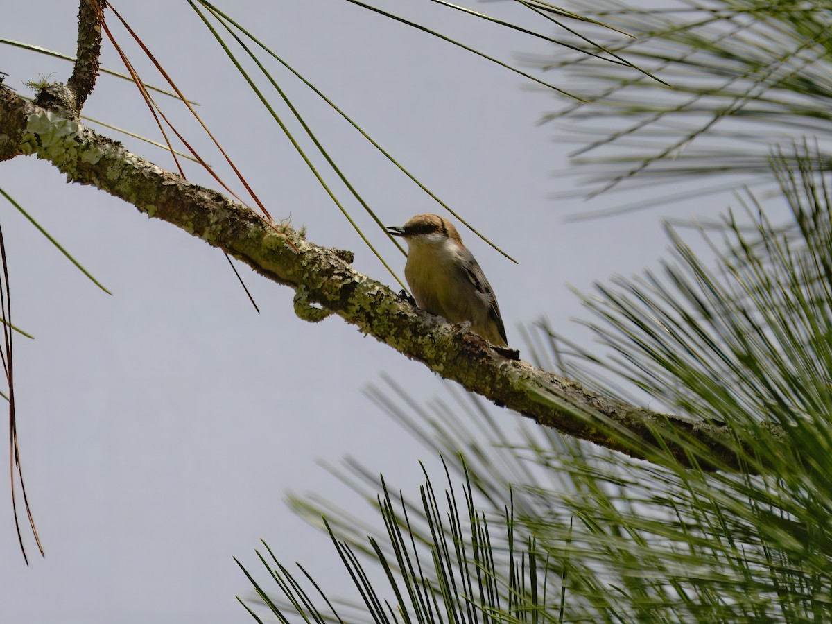 Brown-headed Nuthatch - ML623926826