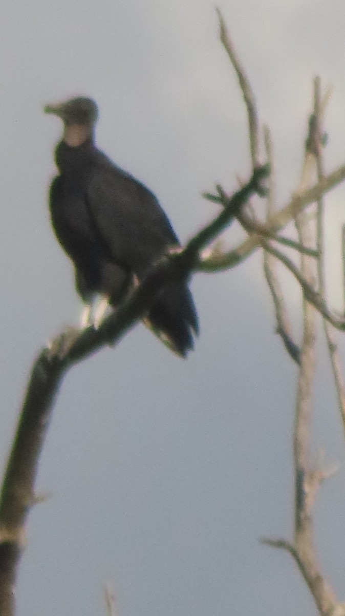 Black Vulture - ML623926830