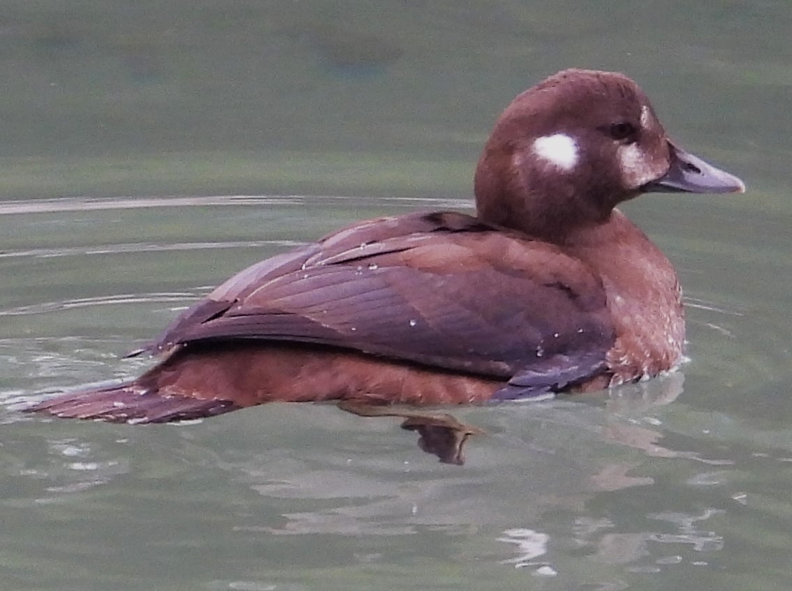 Harlequin Duck - ML623926839