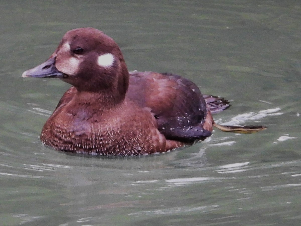 Harlequin Duck - ML623926840