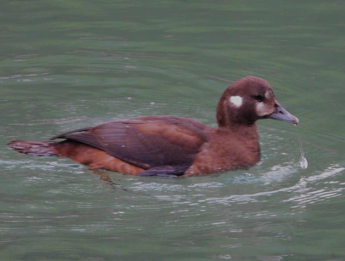 Harlequin Duck - ML623926841
