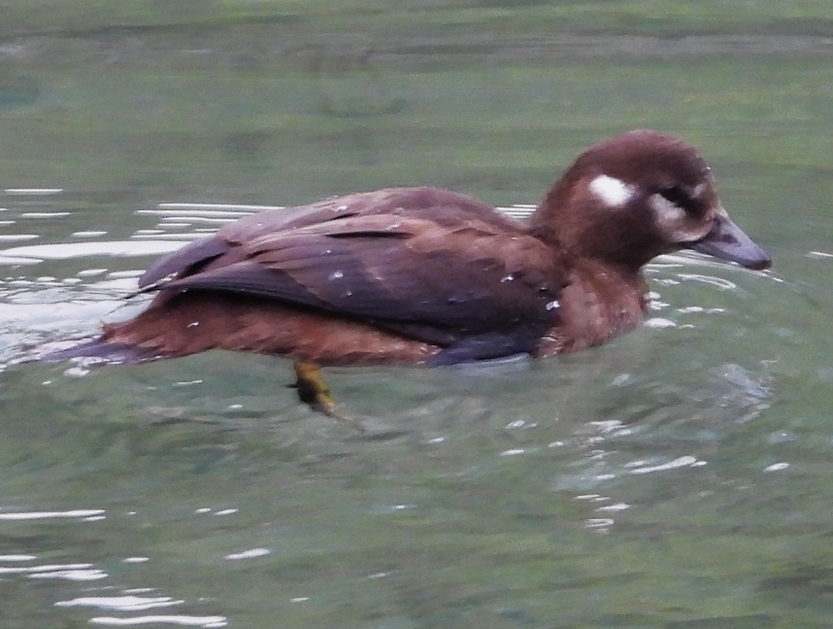 Harlequin Duck - ML623926842
