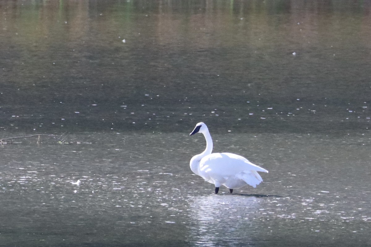 Trumpeter Swan - ML623926843