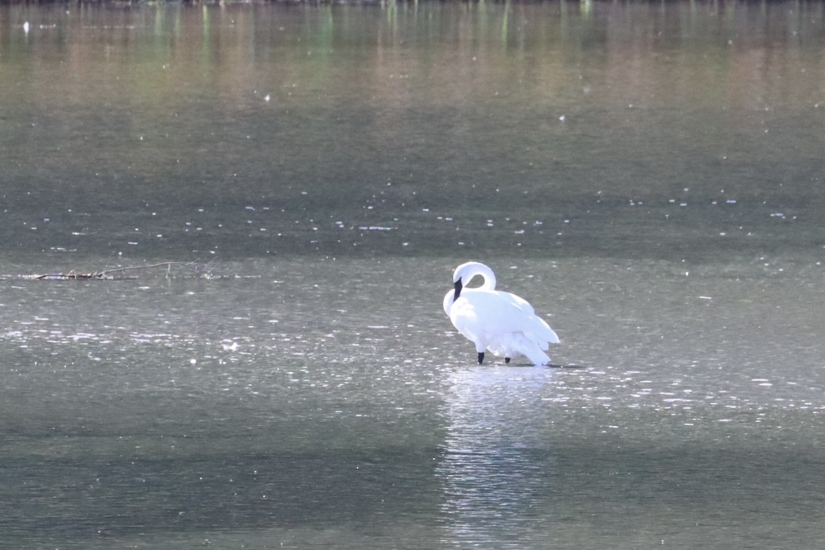 Trumpeter Swan - ML623926844