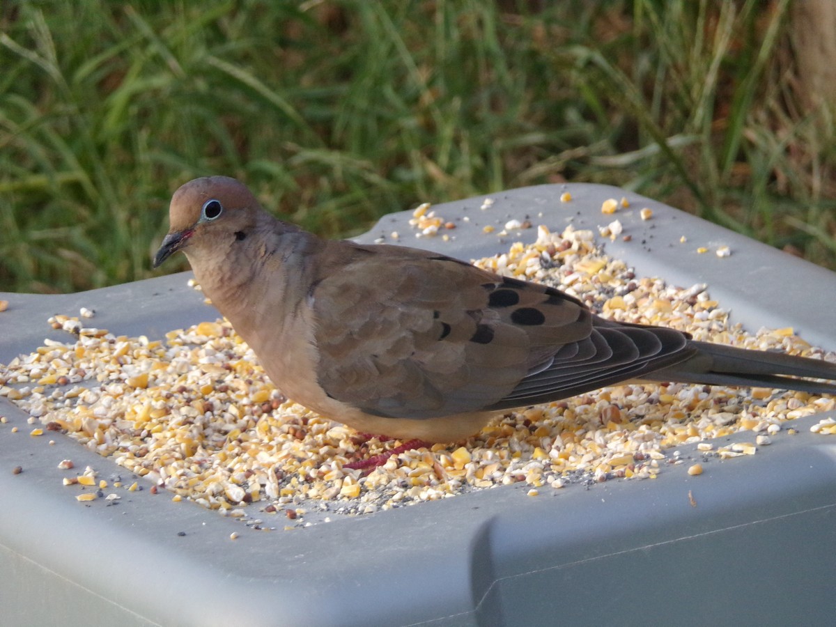 Mourning Dove - ML623926846