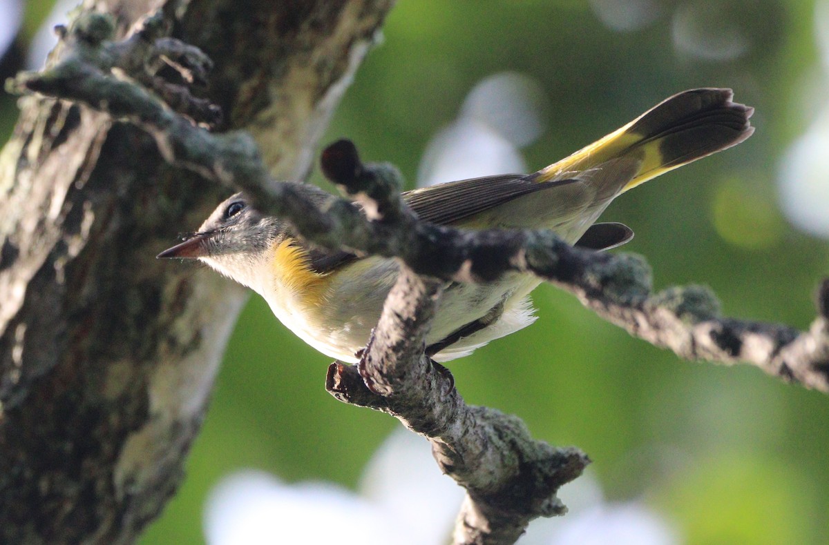 American Redstart - ML623926847