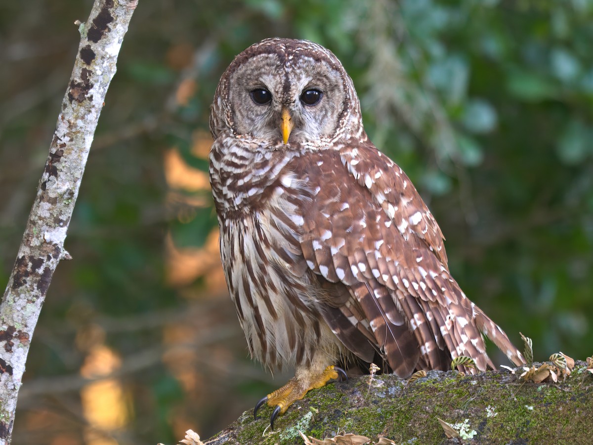 Barred Owl - ML623926848