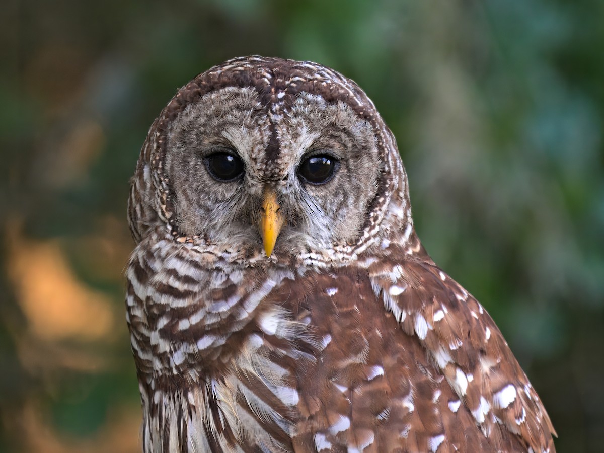 Barred Owl - ML623926849