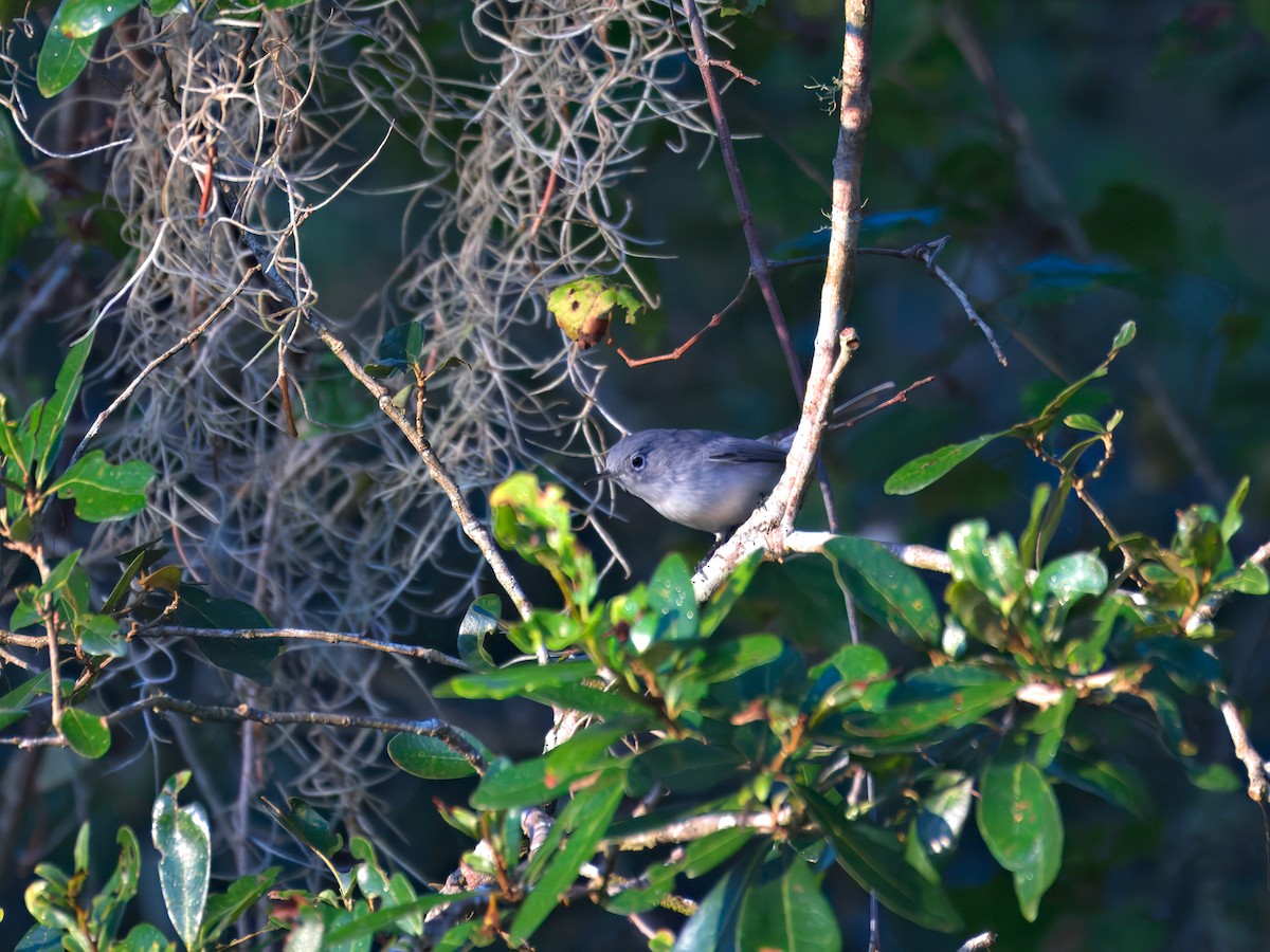 Blue-gray Gnatcatcher - Brett Bickel