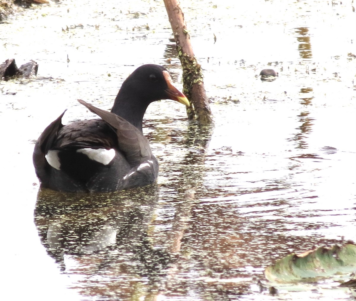 Common Gallinule - ML623926874