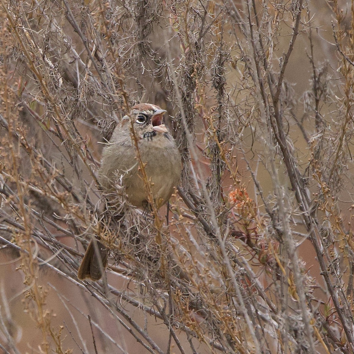 Rufous-crowned Sparrow - Kris McMillan