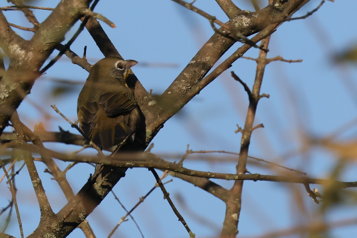 Yellow-breasted Chat (virens) - ML623926877