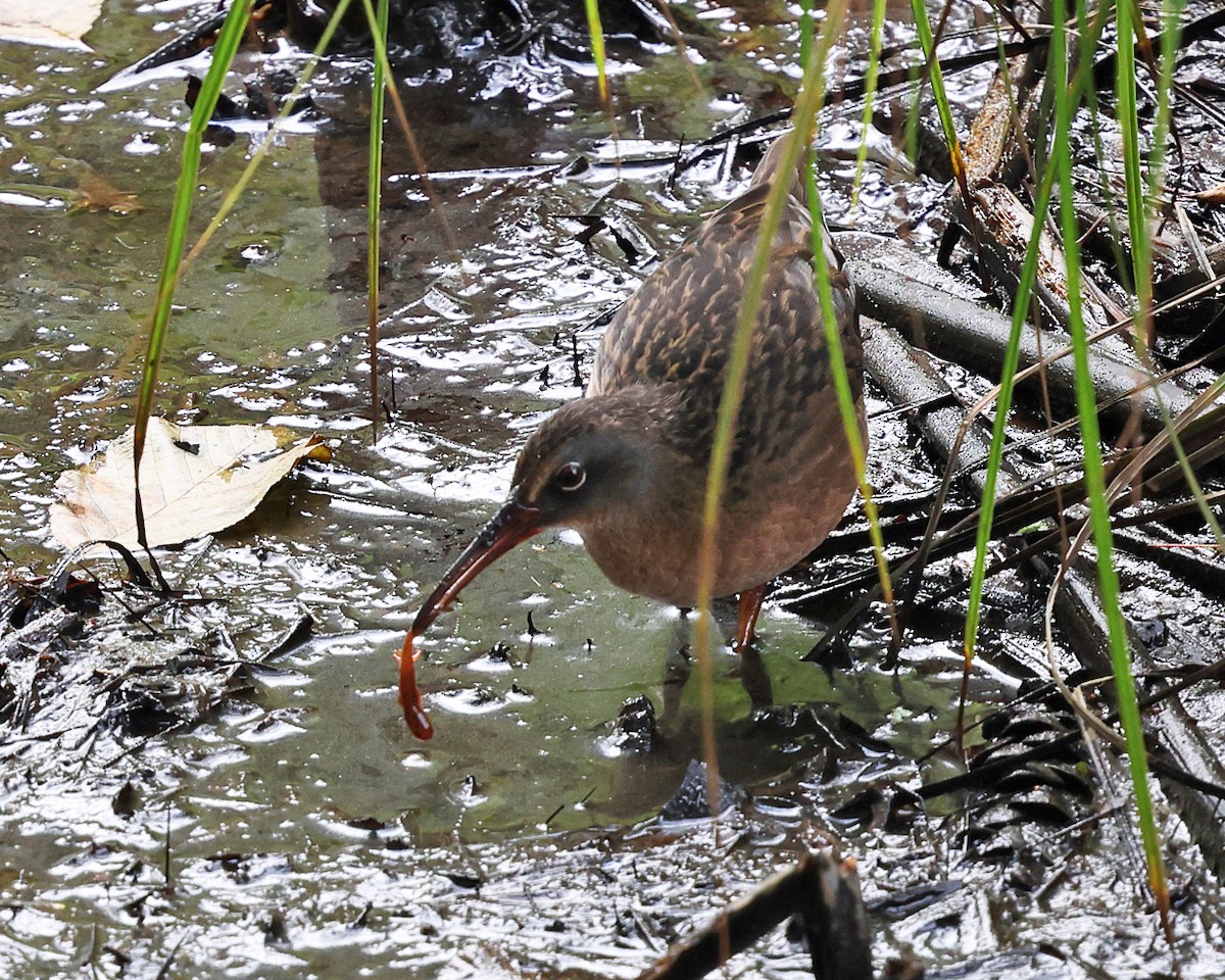 Virginia Rail - Tom Murray