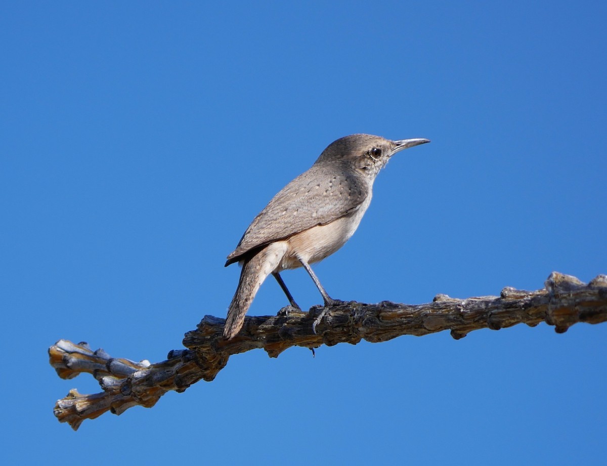 Rock Wren - ML623926899