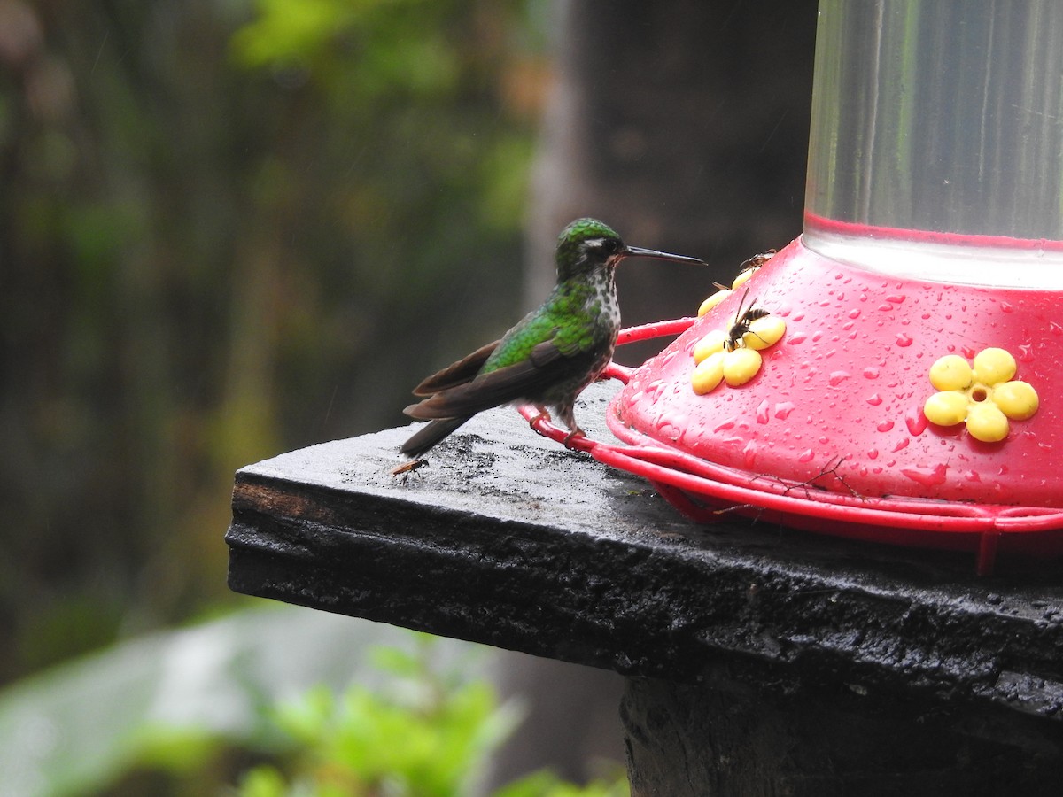 Colibrí Puntiblanco Occidental - ML623926923