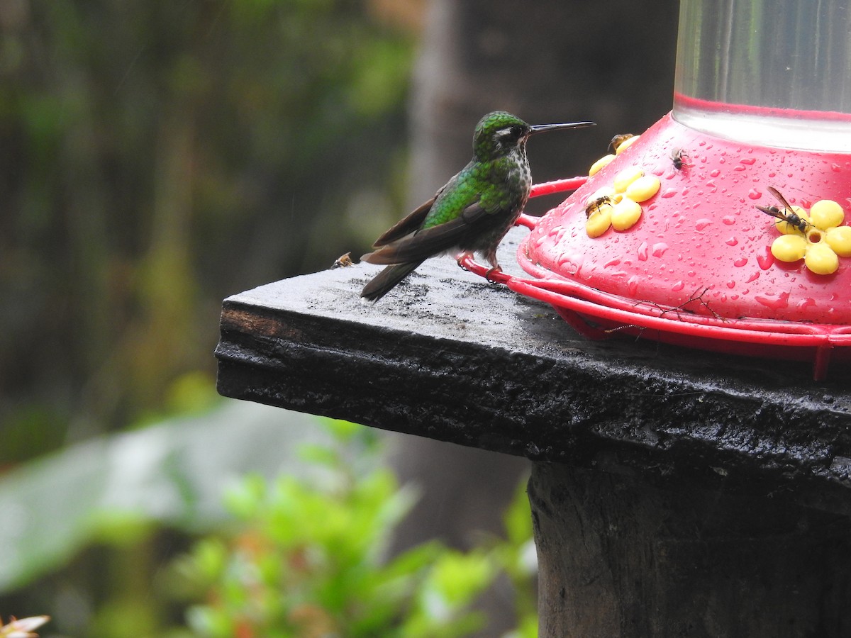 Colibrí Puntiblanco Occidental - ML623926926