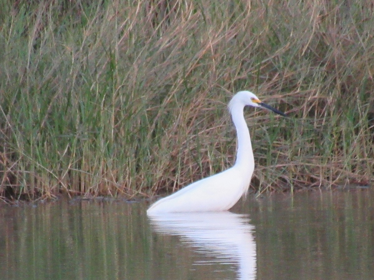 Snowy Egret - ML623926938