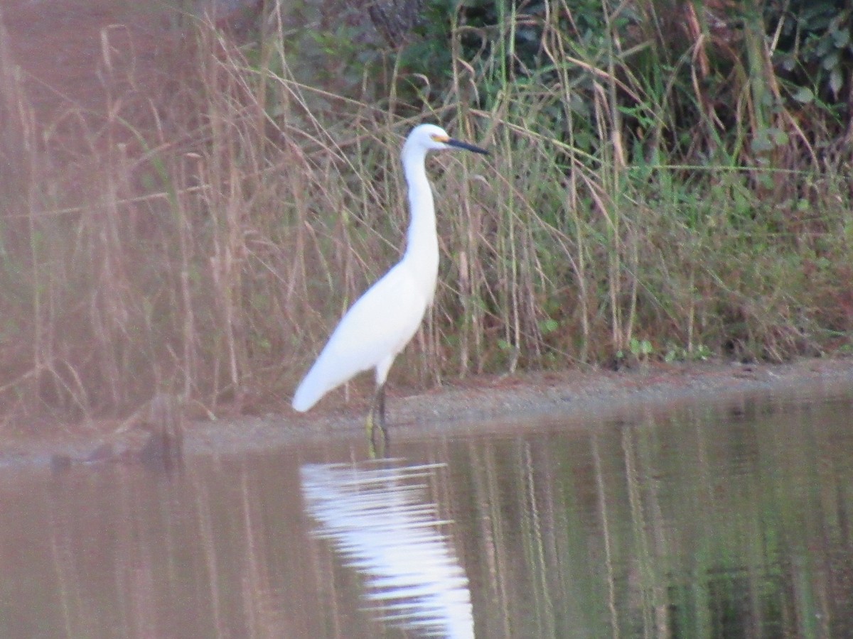 Snowy Egret - ML623926939