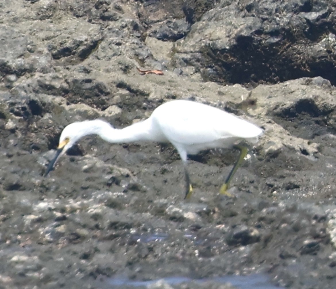 Snowy Egret - ML623926972