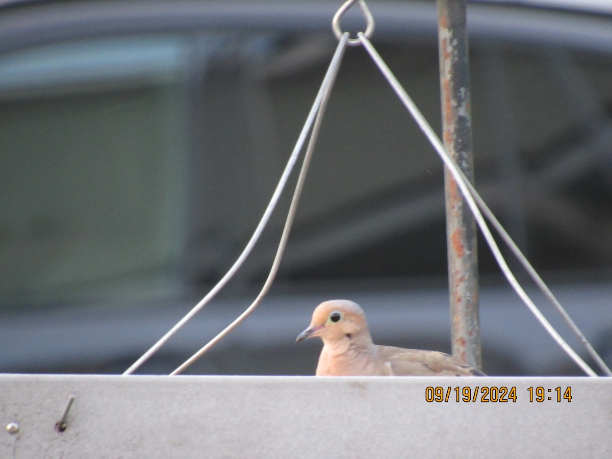 Mourning Dove - ML623927006