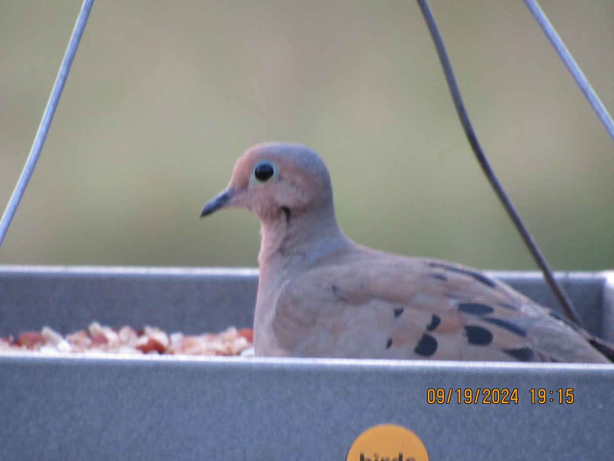 Mourning Dove - ML623927007