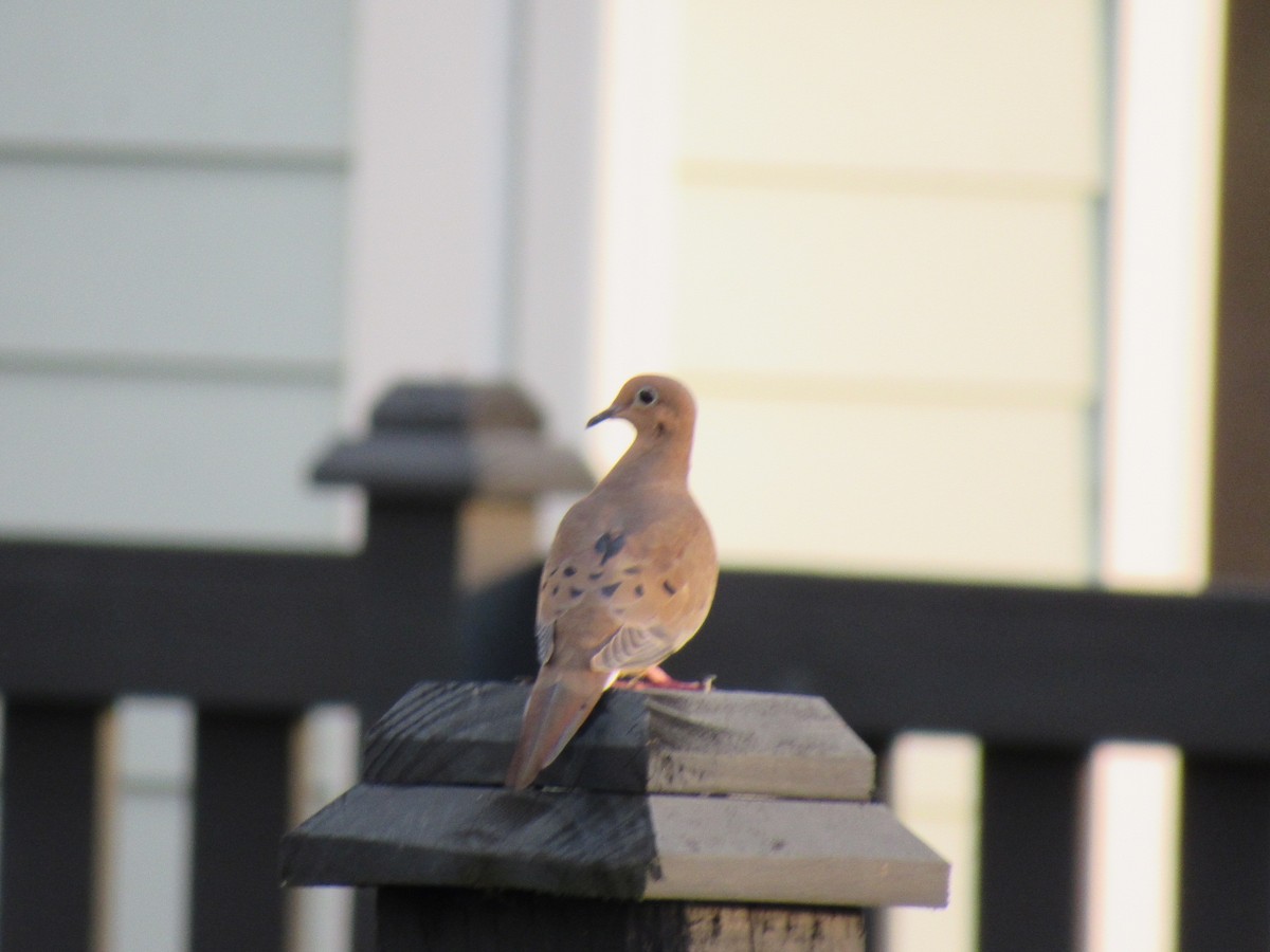 Mourning Dove - ML623927008