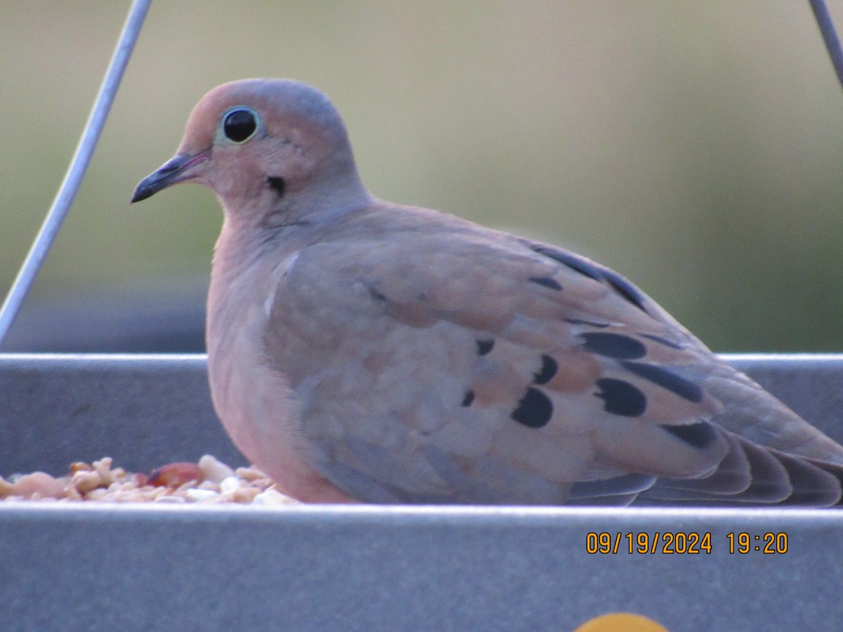 Mourning Dove - ML623927009