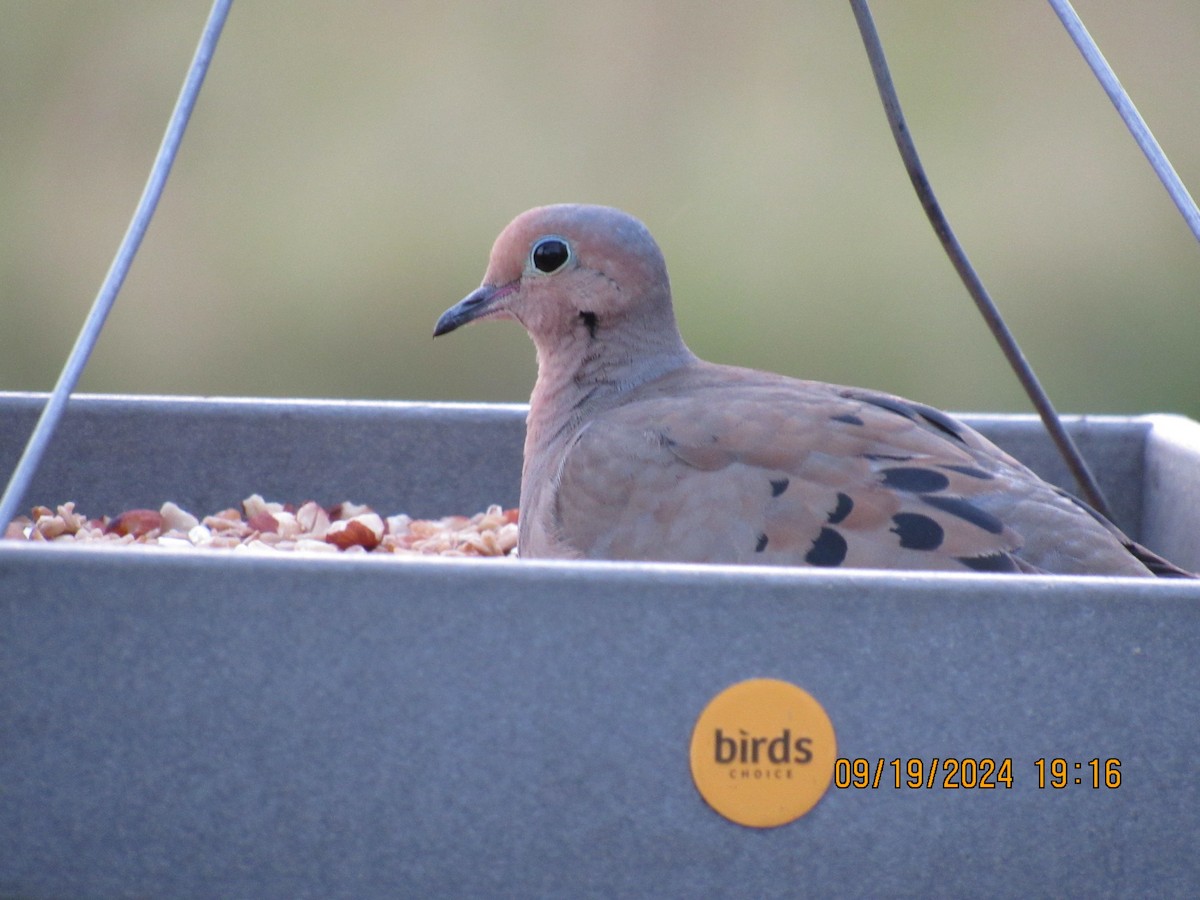 Mourning Dove - ML623927010