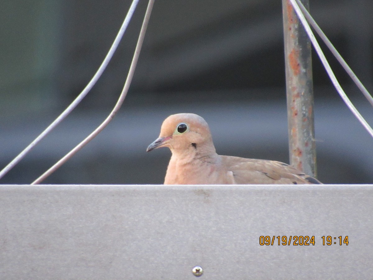 Mourning Dove - ML623927011