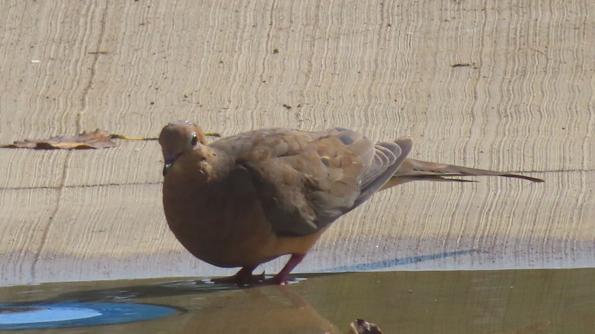 Mourning Dove - ML623927039