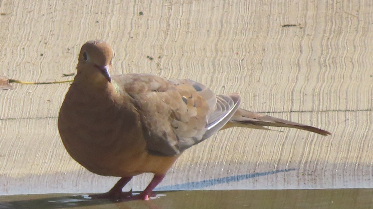 Mourning Dove - Gregory Allen