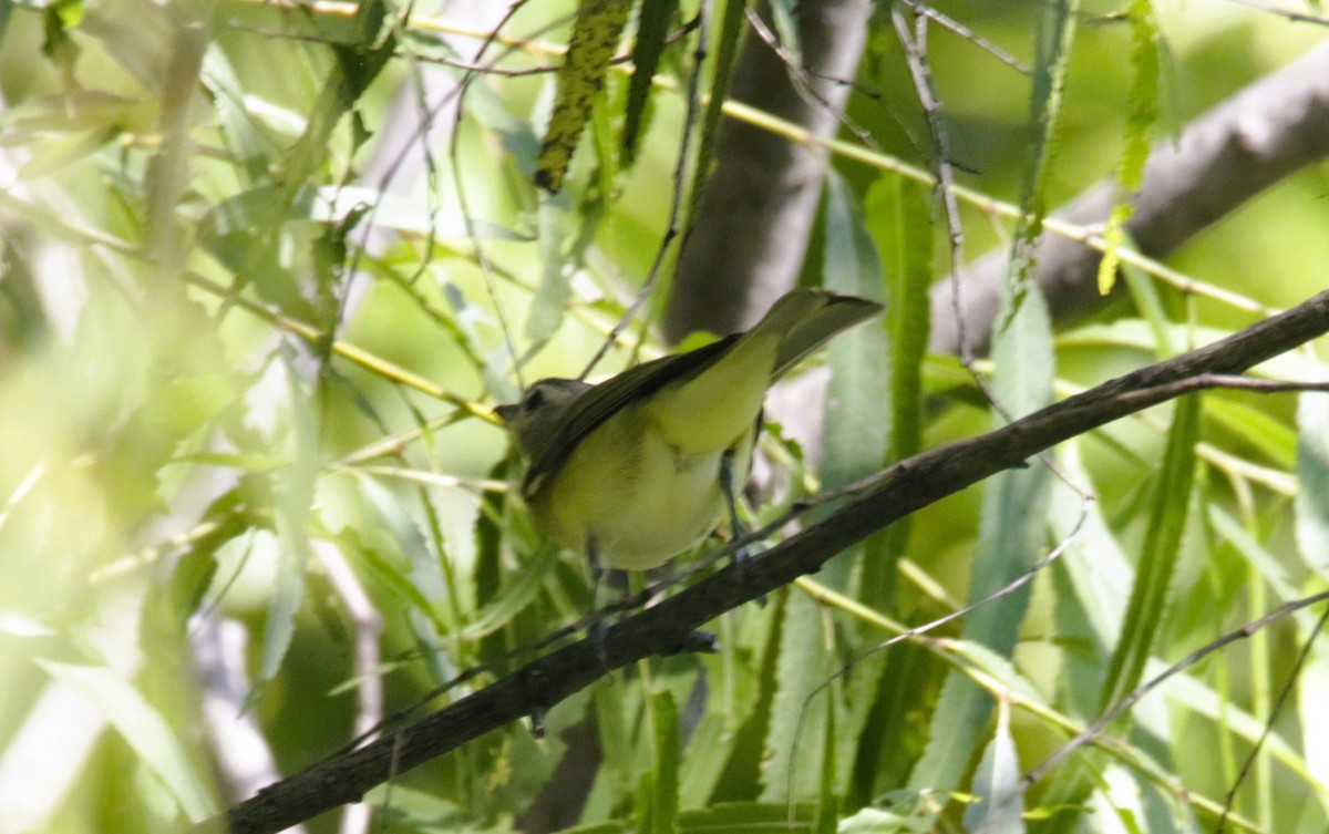 Vireo sp. - ML623927050