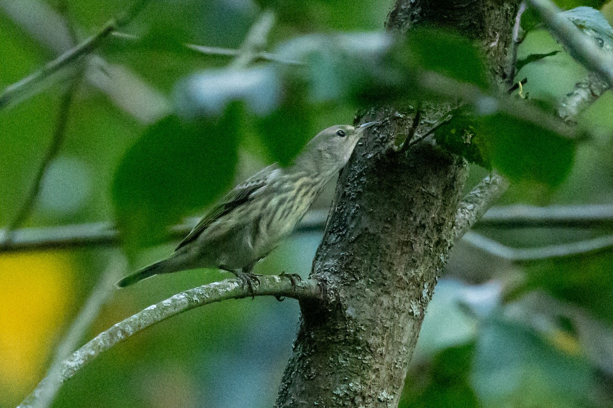 Cape May Warbler - ML623927061