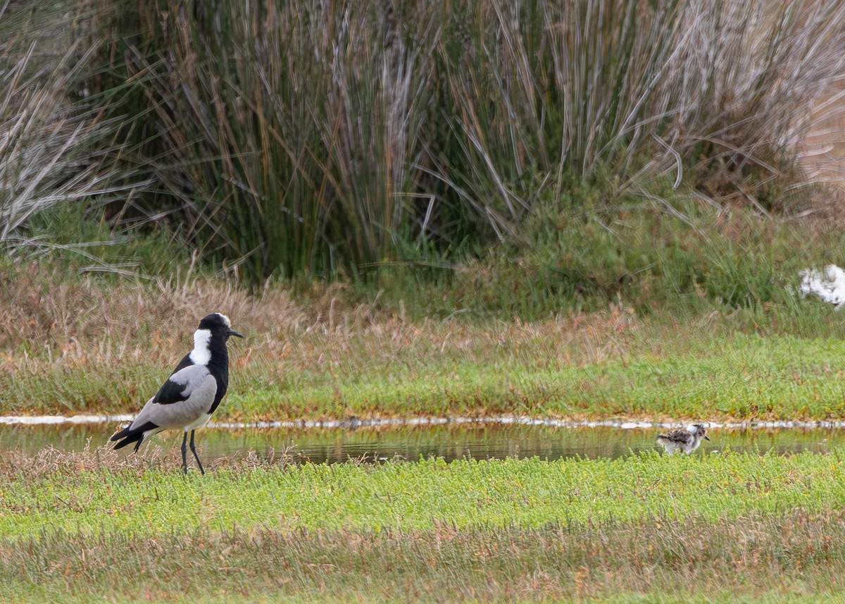 Blacksmith Lapwing - ML623927065