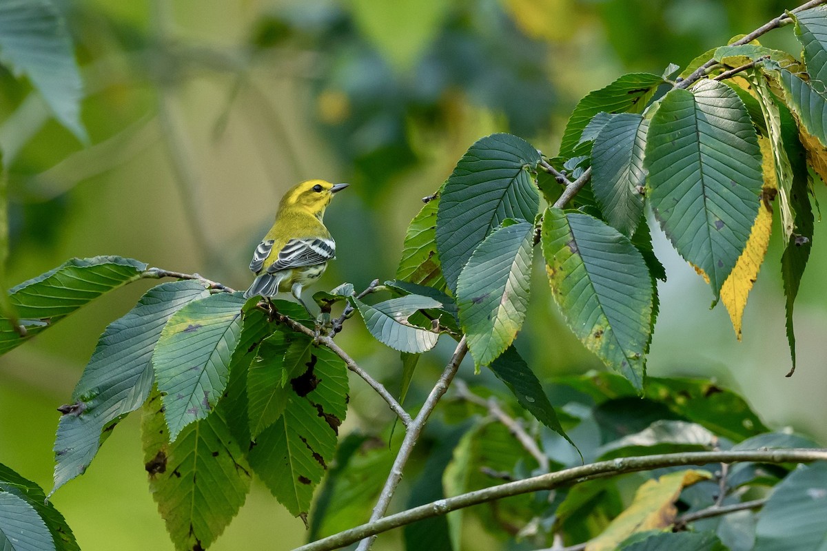 Black-throated Green Warbler - Bill Massaro