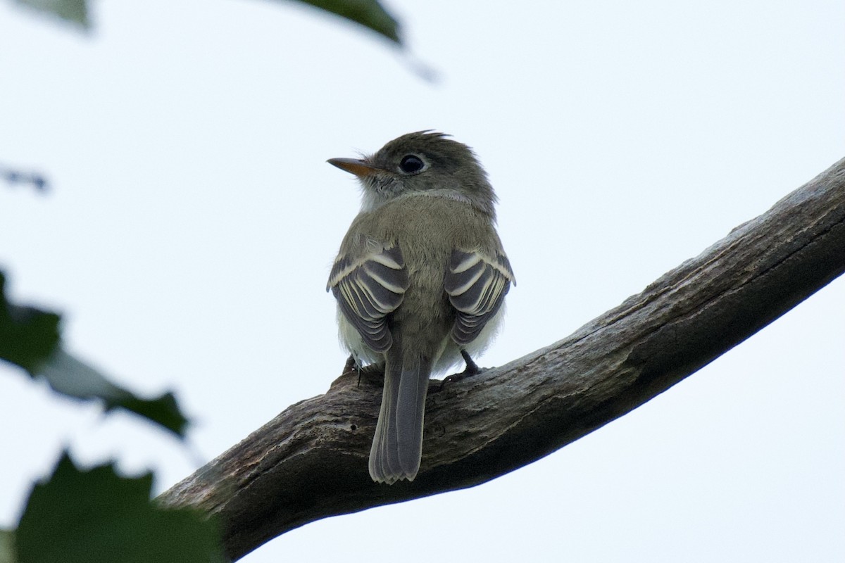 Least Flycatcher - ML623927075