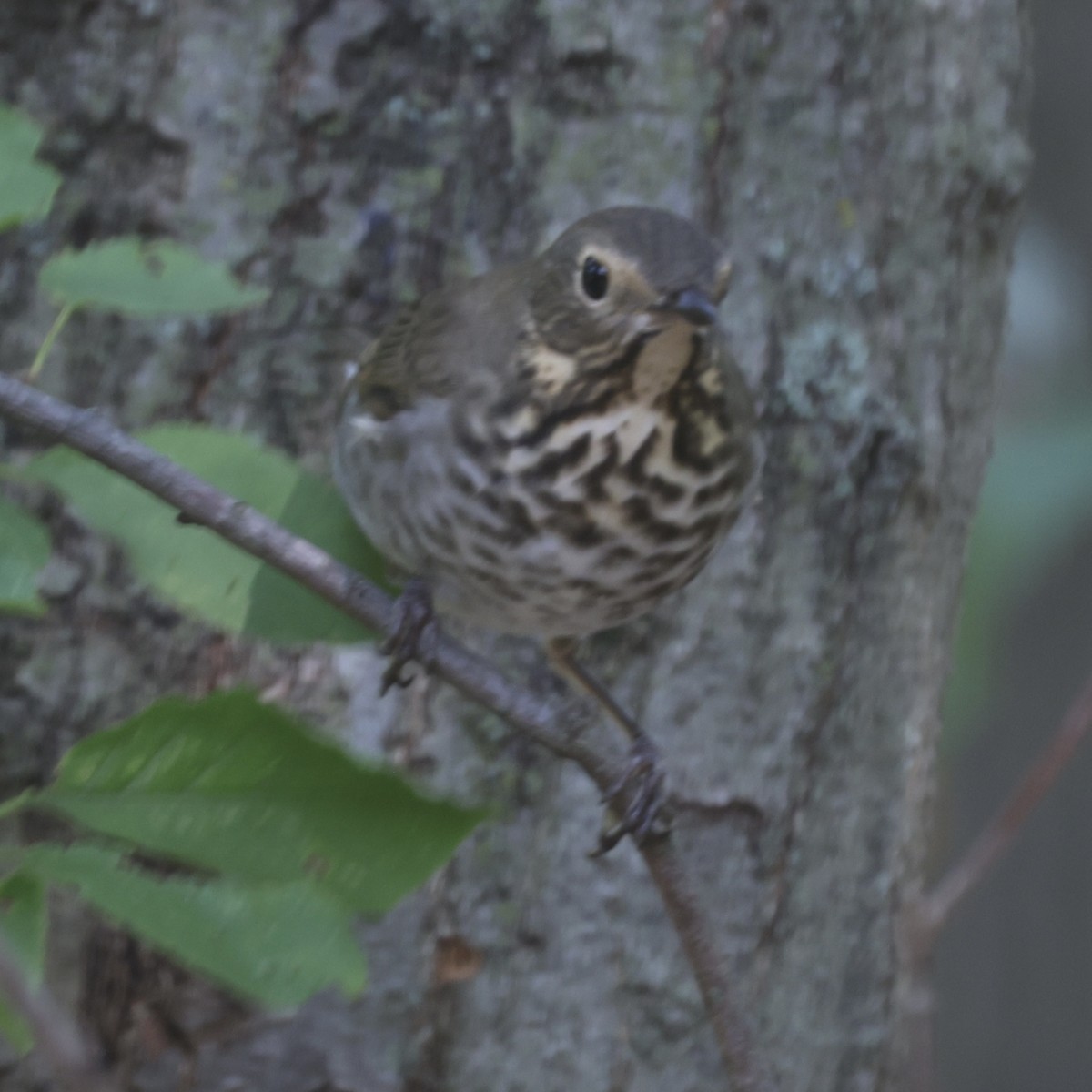 Swainson's Thrush - Glenn and Ellen Peterson