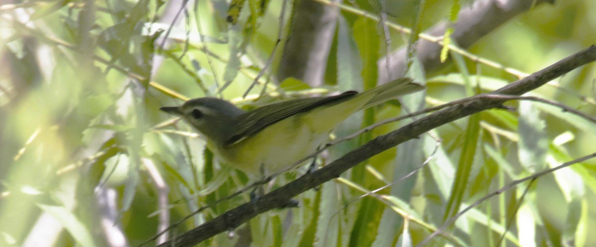 Vireo sp. - ML623927110