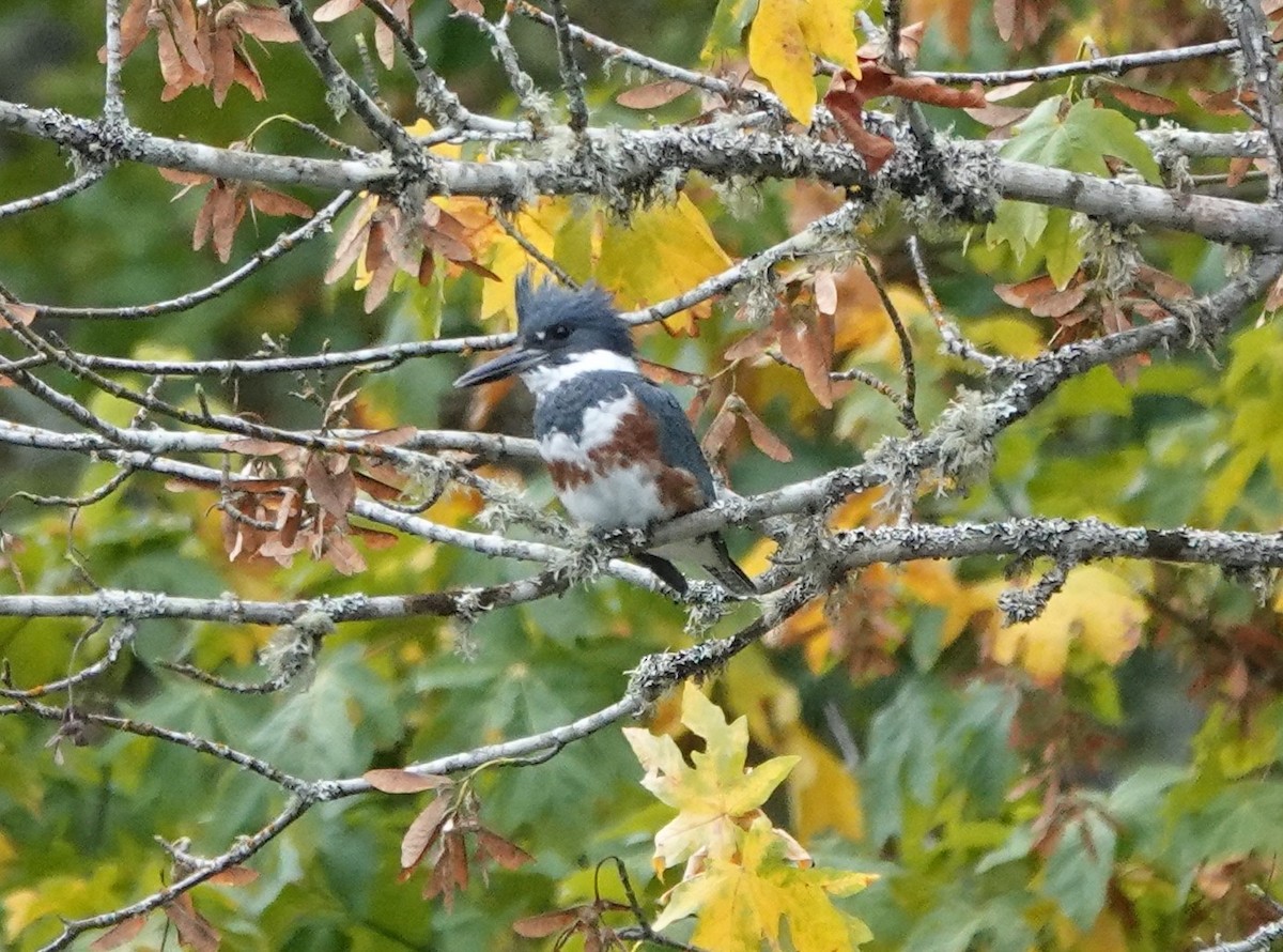 Belted Kingfisher - ML623927129